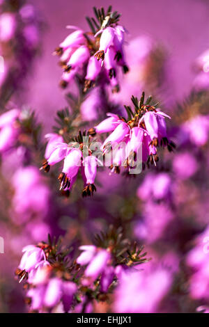 Erica Herbacea "Pirbright Rose" Winter Heide Stockfoto