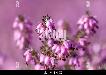 Erica Herbacea "Pirbright Rose" Winter Heide Stockfoto