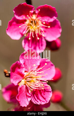 Prunus mume Beni Chidori Prunus Beni Chidori Chinesische Pflaume oder Japanische Aprikosenbaum Frühlingsblüte Nahaufnahme Blume Stockfoto