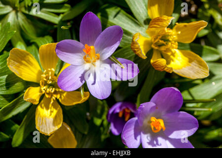 Winter Aconite, Eranthis Hyemalis und Crocus Stockfoto