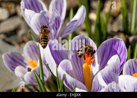 Crocus Vernus 'Pickwick' in voller Blüte und Biene Stockfoto