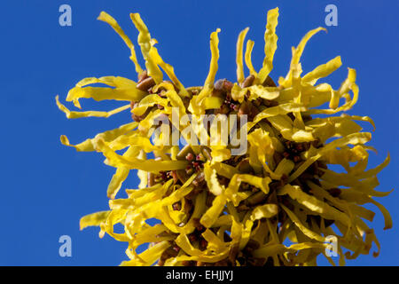 Zaubernuss, Hamamelis mollis Nahaufnahme Stockfoto