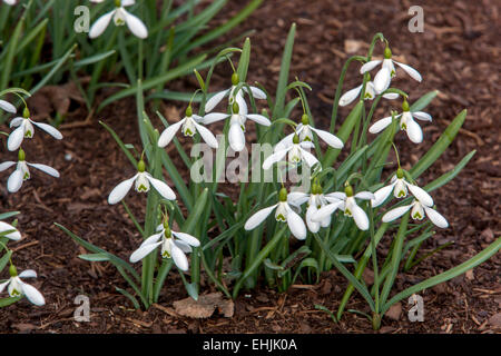 Schneeglöckchen, Galanthus nivalis Stockfoto