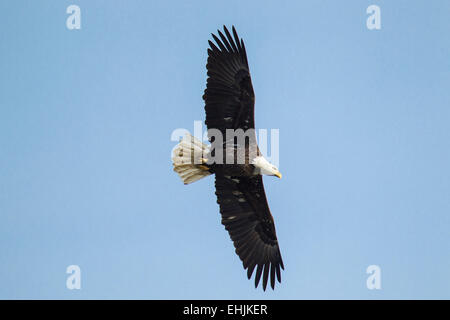 Weißkopf-Seeadler (Haliaeetus Leucocephalus) im Flug Stockfoto
