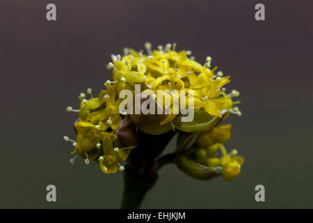 Cornus Mas, Carneol Kirsche, Blüten, Nahaufnahme, Blütezeit im späten Winter oder Frühjahr Stockfoto