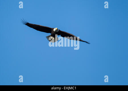 Weißkopf-Seeadler (Haliaeetus Leucocephalus) im Flug Stockfoto