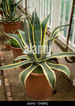 Agave Americana Variegata Jahrhundert Sukkulente Stockfoto