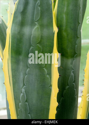 Nahaufnahme des Blatt Muster auf Agave Americana Variegata Jahrhundert sukkulente Pflanze Stockfoto