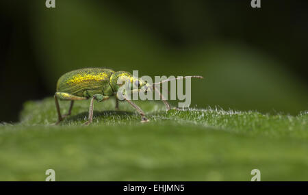 Die Brennnessel Rüsselkäfer, Phyllobius pomaceus Stockfoto
