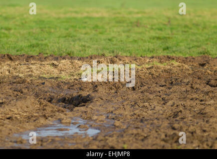 Ein Pied Bachstelze auf der Suche nach Insekten unter der puddled Schlamm in der Nähe einer Kuh-Trog Stockfoto