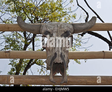 Schädel Stockfoto