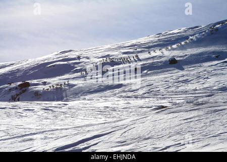 Rentierherde in Norwegen Stockfoto