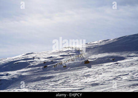 Rentierherde in Norwegen Stockfoto