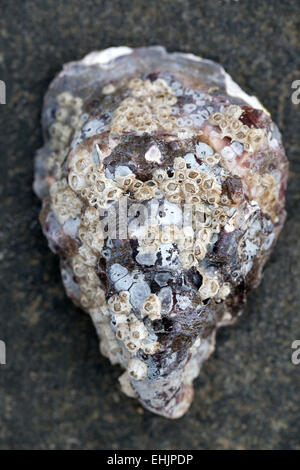 Austernschale am Strand von Whitstable in Kent Stockfoto