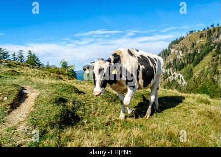 Schwarz meliert Kuh in den Alpen Stockfoto