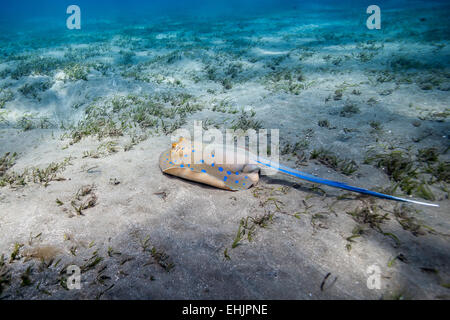 Bluespotted Ribbontail Strahl Stockfoto