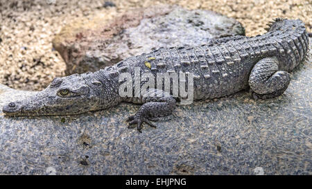 Amerikanisches Krokodil (Crocodylus Acutus) Mexiko Stockfoto