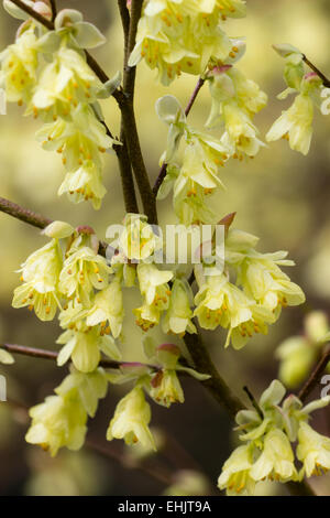 Blumen von der Vorfrühling blühenden Strauch, Corylopsis pauciflora Stockfoto