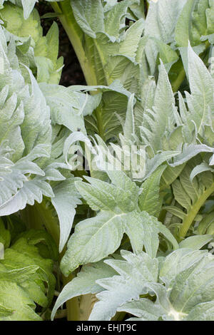 Silberner Frühling Laub der Karde, Cynara cardunculus Stockfoto