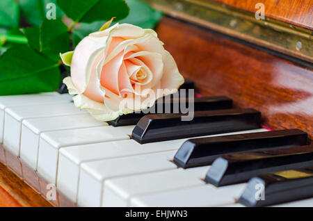 Rosa rose Einzeltasten Flügel Stockfoto