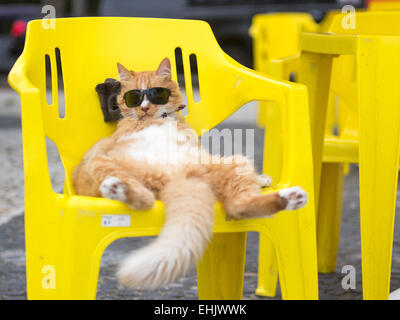 Rio De Janeiro, Brasilien. 14. März 2015. Eine Katze mit Sonnenbrille genießt die Sonne auf einem Stuhl in der Nähe von Sao Conrado Beach in Rio De Janeiro, Brasilien, 14. März 2015. Bildnachweis: Xu Zijian/Xinhua/Alamy Live-Nachrichten Stockfoto