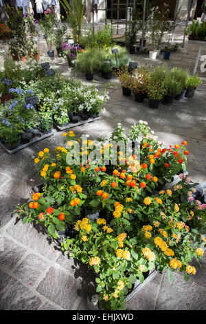 Samstag Markt Blumen in Beaune, Dordogne, Frankreich, Europa Stockfoto