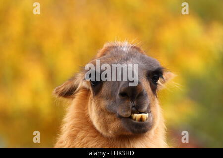 lustige spucken Lamas Porträt schob seine Zähne über Herbst Hintergrund Stockfoto