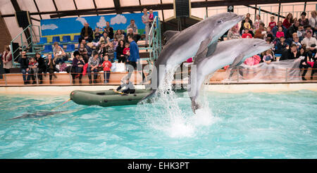 Rostow am Don, Russland - 1. Februar 2015: Dolphin zieht der junge im Boot, das Publikum zu bewundern, was er sah in Rostow dolph