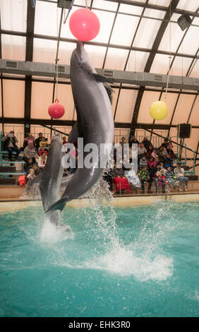 Rostow am Don, Russland - 1. Februar 2015: Delfine kick hängenden Kugeln, das Publikum zu bewundern, was er sah in der Rostov-dolphinariu