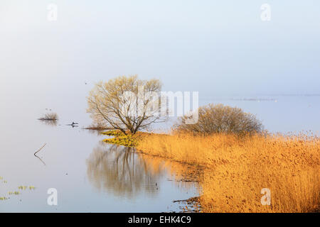 Nebligen Morgen am See Stockfoto