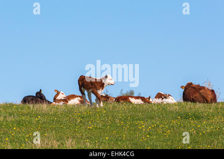 Kühe und Kälber, ruht auf der Wiese im Frühling Stockfoto