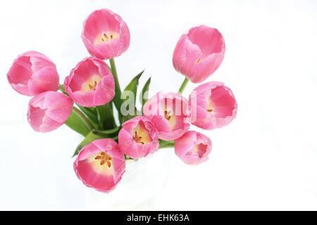 Rosa Tulpen genommen von oben vor weißem Hintergrund Stockfoto