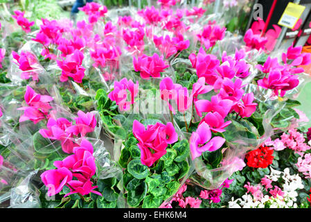 Nahaufnahme von rosa Alpenveilchen-Blüten mit ihren ornamentalen Blättern als indoor Zimmerpflanzen in einer Gärtnerei kultiviert Stockfoto