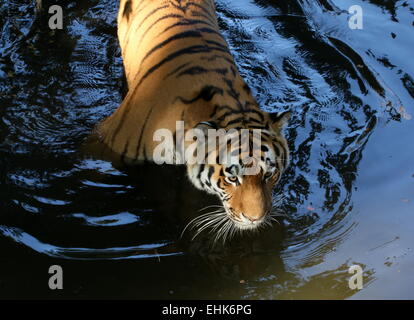 Ältere männliche sibirische oder Amur Tiger (Panthera Tigris Altaica) durchs Wasser waten Stockfoto