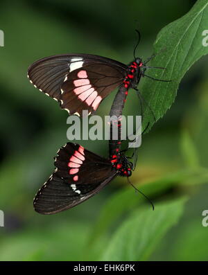 Paarung rosa Cattleheart oder Transandean Cattleheart Schmetterlinge (Parides Iphidamas) Stockfoto