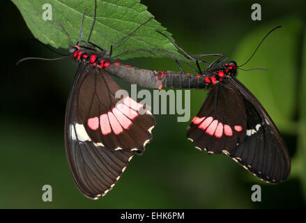 Paarung rosa Cattleheart oder Transandean Cattleheart Schmetterlinge (Parides Iphidamas) Stockfoto