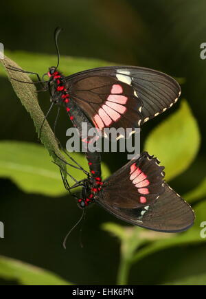 Paarung rosa Cattleheart oder Transandean Cattleheart Schmetterlinge (Parides Iphidamas) Stockfoto