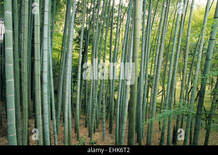 Saiho-Ji, auch bekannt als Koka-Dera oder der Moss-Tempel ist eines der traditionsreichsten Gärten im Arashyama Bezirk von Kyoto. Stockfoto