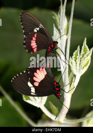 Paarung rosa Cattleheart oder Transandean Cattleheart Schmetterlinge (Parides Iphidamas) Stockfoto