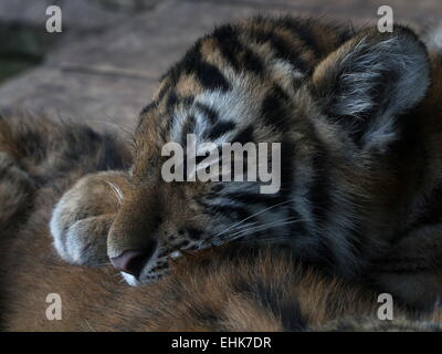 Junge sibirische Tigerbaby (Panthera Tigris Altaica), 5 Monate alt, dösen zusammen mit seinen Geschwistern im Zoo Amersfoort Stockfoto