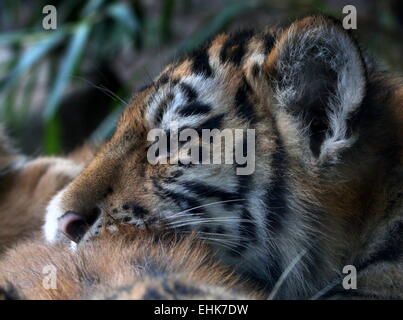 Junge sibirische Tigerbaby (Panthera Tigris Altaica), 5 Monate alt, zusammen mit seinen Geschwistern dösen Stockfoto