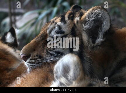 Porträt von einem alert sibirischen oder Amur Tiger (Panthera Tigris Altaica) Cub, zusammen mit seinen Geschwistern Stockfoto