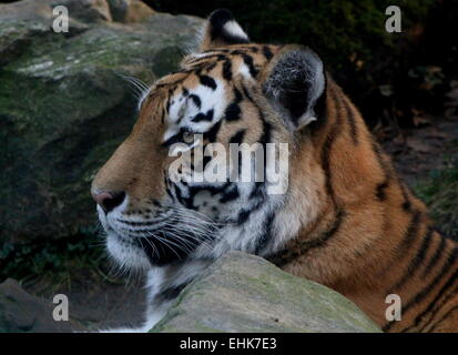 Weiblichen sibirischen oder Amur Tiger (Panthera Tigris Altaica) Nahaufnahme des Kopfes Stockfoto