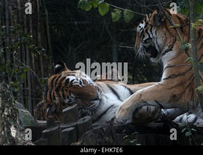 Männlichen und weiblichen sibirischen oder Amur Tiger (Panthera Tigris Altaica) spielen zusammen im Dierenpark Amersfoort Zoo, Niederlande Stockfoto