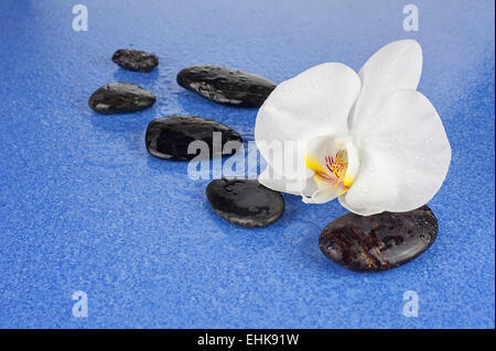 Schwarzen Spa Steinen und weiße Orchidee blüht auf blauem Hintergrund. Closeup. Stockfoto