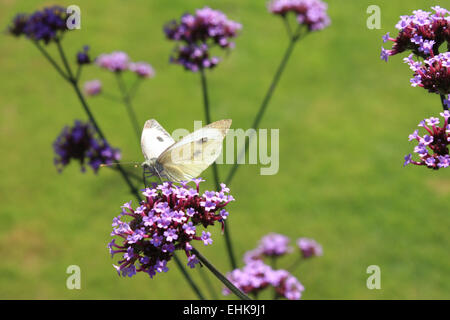 Ein kleiner Kohl weißen Schmetterling auf einer Blüte einer Verbena Bonariensis Pflanze. Stockfoto