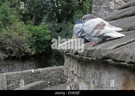 Zwei Tauben sitzen am Rande eines Kalkstein auf dem Dach eines Gebäudes. Stockfoto