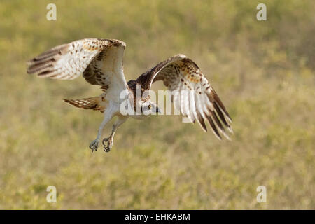 Fischadler (Pandion Haliaetus) in Jamnagar Küste Stockfoto