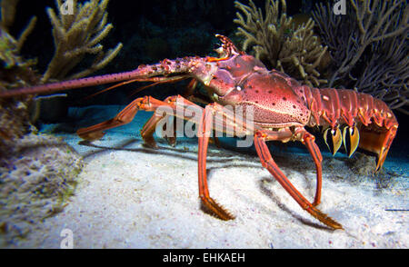 Roten Hummer in freier Wildbahn, Cayo Largo, Kuba Stockfoto