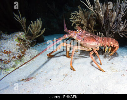 Roten Hummer in freier Wildbahn, Cayo Largo, Kuba Stockfoto